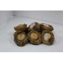 南非鮑魚(16-18頭)(每兩)